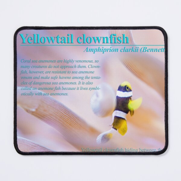 Item preview, Young Yellowtail clownfish designed and sold by tank200bar.
