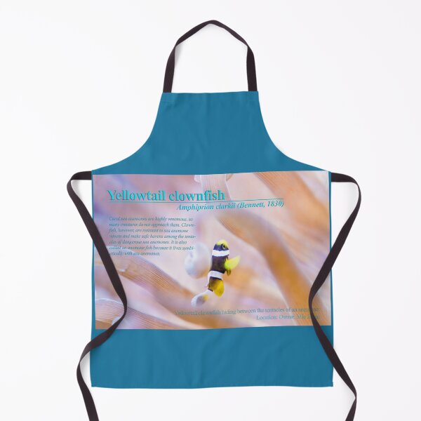 Item preview, Young Yellowtail clownfish designed and sold by tank200bar.