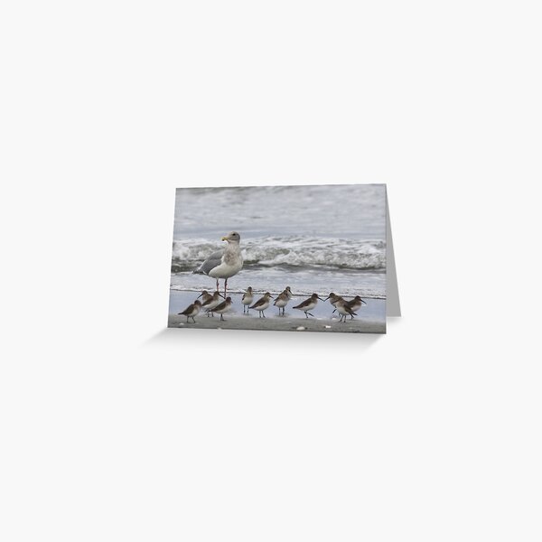 Glaucous-winged Gull Hybrid with Dunlin Greeting Card