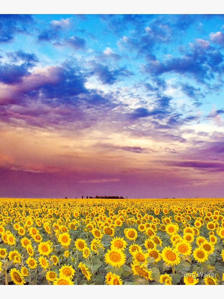 Thumbnail 6 of 6, Mounted Print, Plethora of Sunflowers 2023 designed and sold by Jerry Walter.