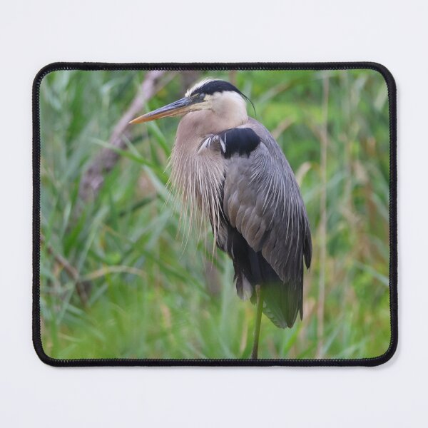 Item preview, Sleepy Great Blue Heron designed and sold by Jhammonds512.