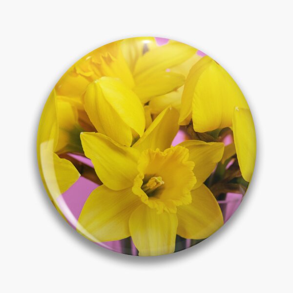 Item preview, Daffodil bouquet against a pink background designed and sold by Sonja Martin Photography.