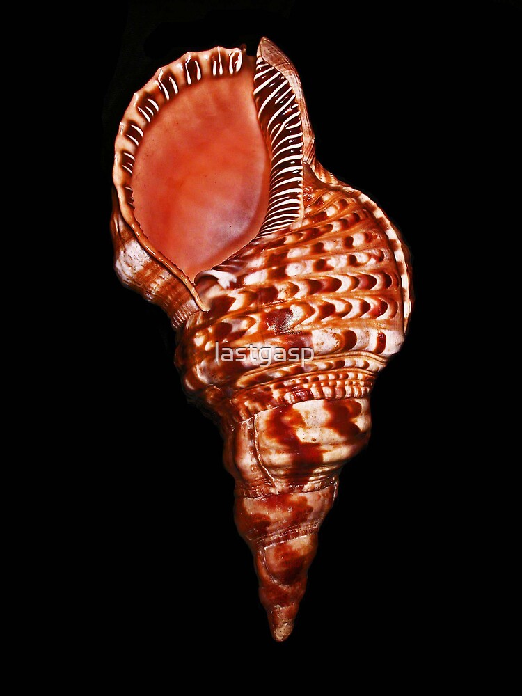 "triton's trumpet" by lastgasp Redbubble