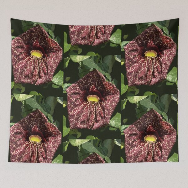 Item preview, Brazilian Parrot Plant-Aristolchia Grandiflora designed and sold by heatherfriedman.