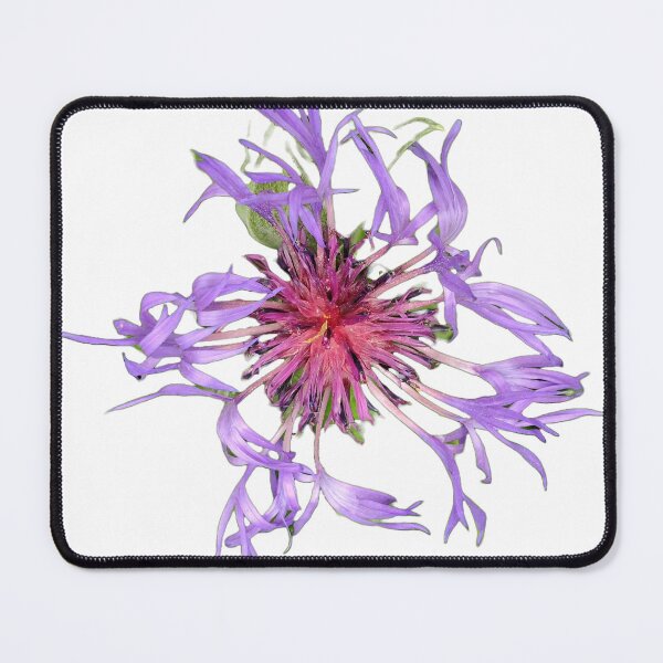 Item preview, Wild bergamot flower/Canada designed and sold by VeenaNair23.