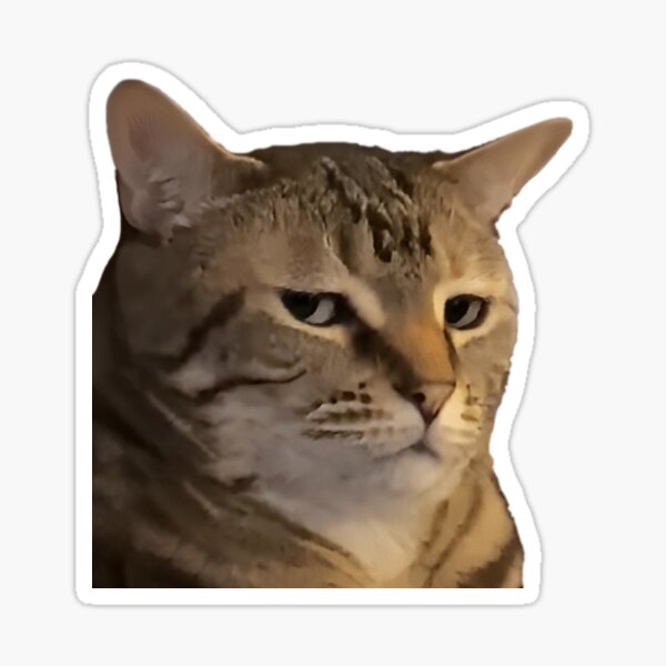 Angry Cat Sticker - Angry Cat Annoyed - Discover & Share GIFs