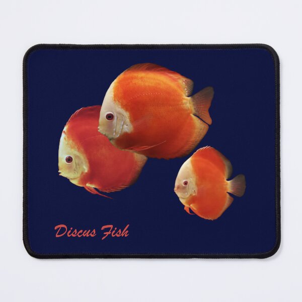 Item preview, DISCUS FISH - Red Melon Discus Fish designed and sold by Danicus666.