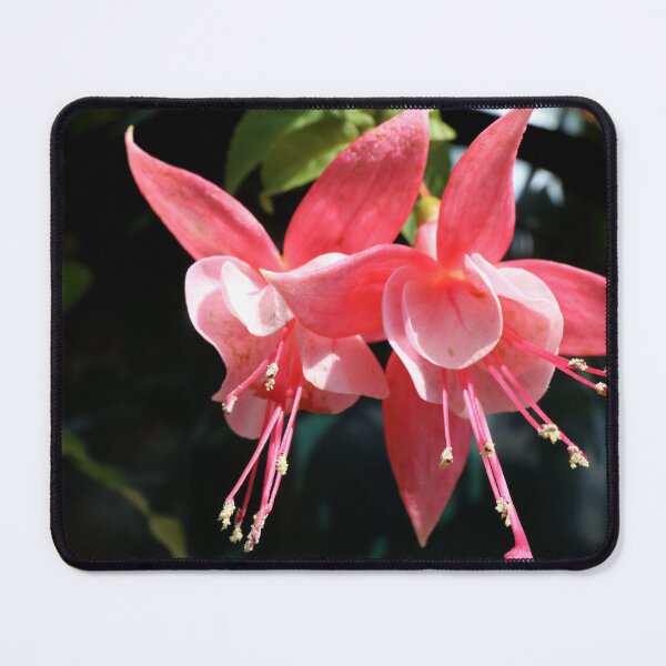 Item preview, Fuchsia. Two beautiful Pink Blooms. designed and sold by prestongeorge.