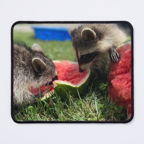 Item preview, Raccoons eating watermelon designed and sold by SurfeitShop.