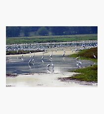Estuary Photographic Print