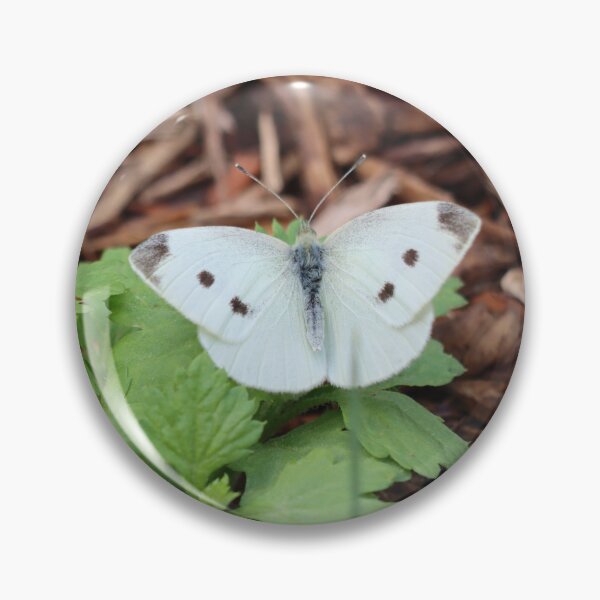 Item preview, Pretty Little White Butterfly designed and sold by LisaNaturePhoto.