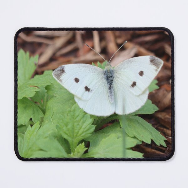 Item preview, Pretty Little White Butterfly designed and sold by LisaNaturePhoto.