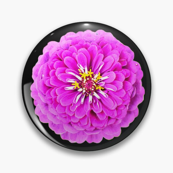 Item preview, Pink Zinnia Flower - black background designed and sold by Louise-Mae.
