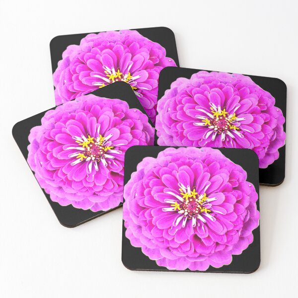 Item preview, Pink Zinnia Flower - black background designed and sold by Louise-Mae.