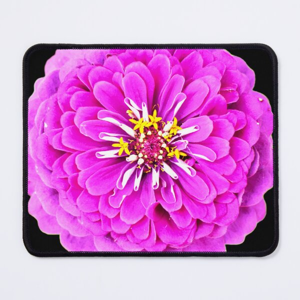 Item preview, Pink Zinnia Flower - black background designed and sold by Louise-Mae.