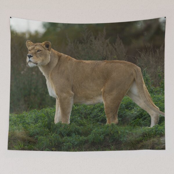 Item preview, Vigilant Lioness Amidst Verdant Nettles designed and sold by rawshutterbug.