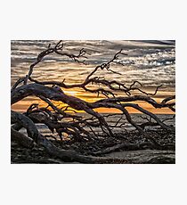 driftwood beach Photographic Print