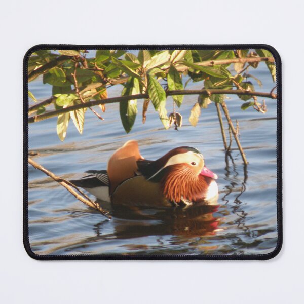 Item preview, Male Mandarin Duck Floating under Foliage Photograph designed and sold by naturegallery.