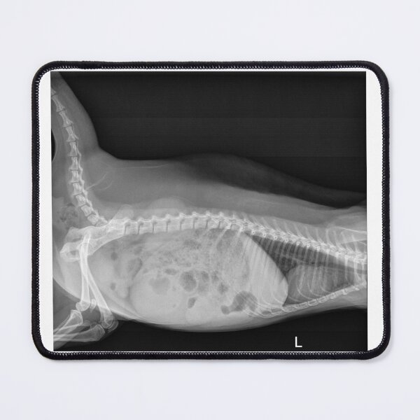 Item preview, Skunk X-ray 2 designed and sold by SurfeitShop.