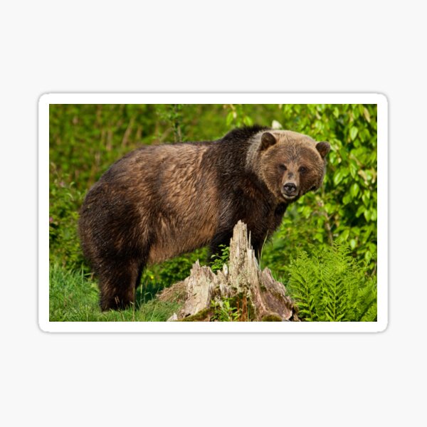 Pegatinas De América Del Norte Oso Pardo Redbubble