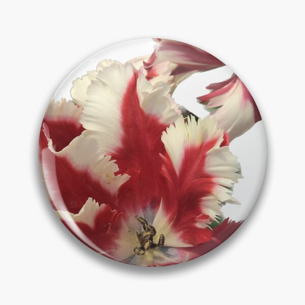 Item preview, Raspberry Ripple Tulips designed and sold by Beardsall-Art.
