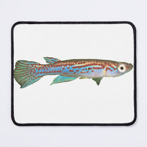 Item preview, Adamans - Killifish designed and sold by killies.
