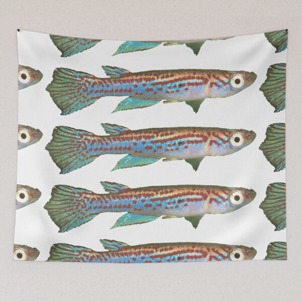 Item preview, Adamans - Killifish designed and sold by killies.
