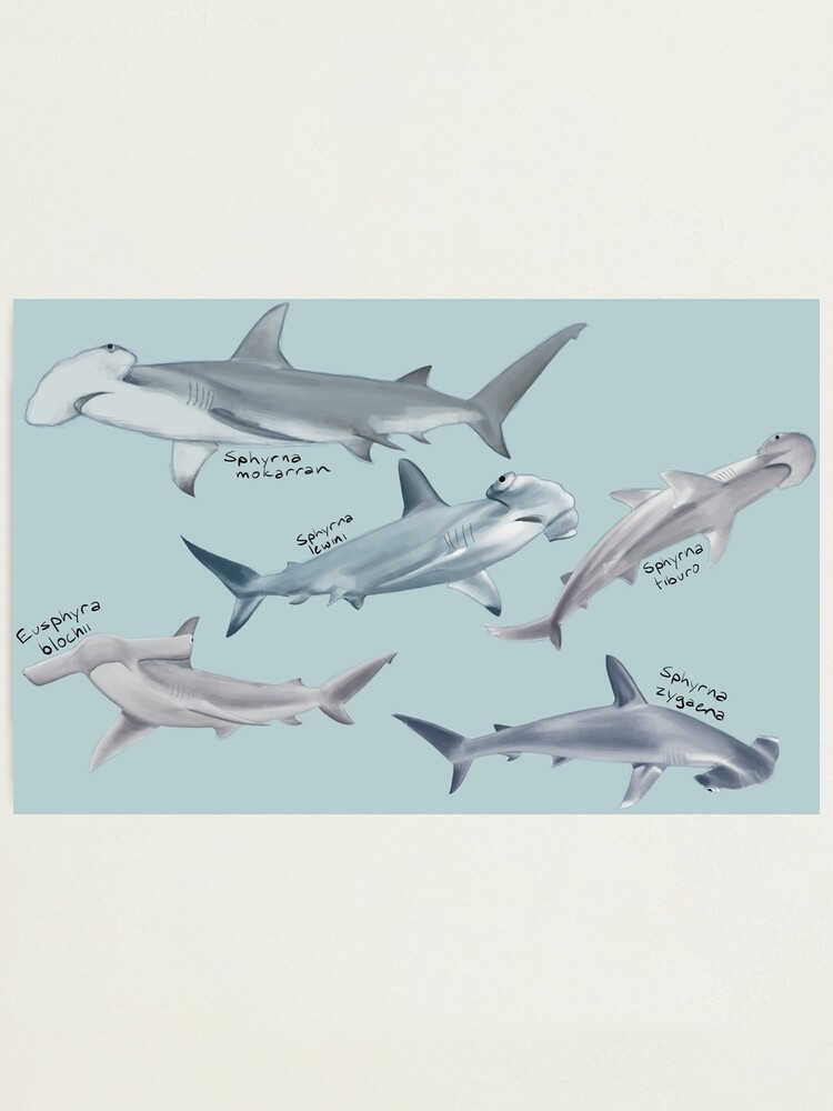 Hammerhead Sharks* Photographic Print