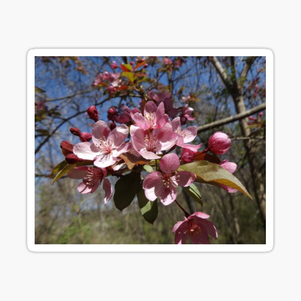 Item preview, pink Crab Apple Blossom designed and sold by E1012.