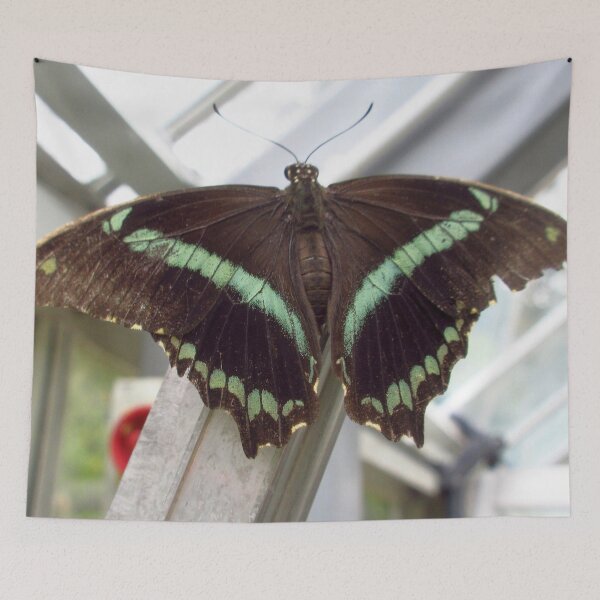 Item preview, Narrow Green-Banded Swallowtail Butterfly designed and sold by MartinPhotos.