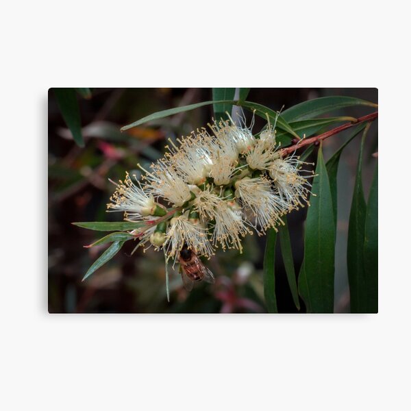 Item preview, Bee under Yellow wattle Leith Park Victoria 20171024 1634  designed and sold by Fred Mitchell.