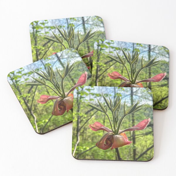 Item preview, Blooming Hickory Tree designed and sold by emikat-art.