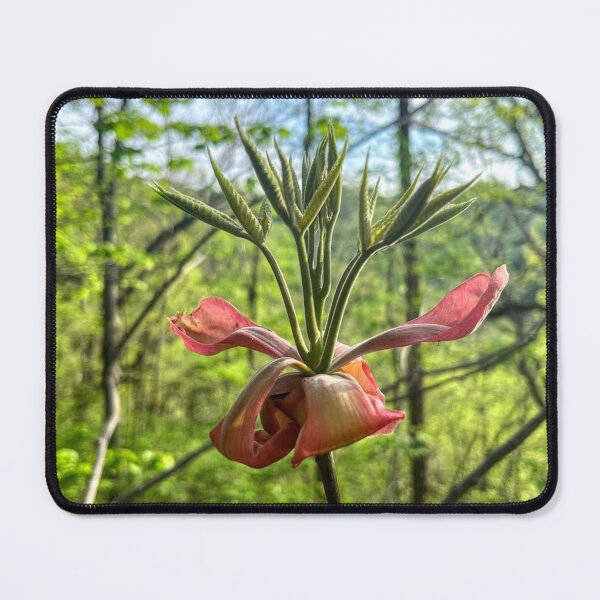 Item preview, Blooming Hickory Tree designed and sold by emikat-art.