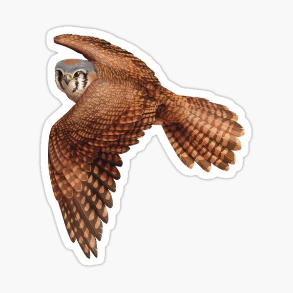 Item preview, Female American Kestrel Falcon Flying designed and sold by Nick Garnhart.
