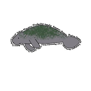 "West Indian Manatee Marine Biology Taxonomy Trichechus manatus