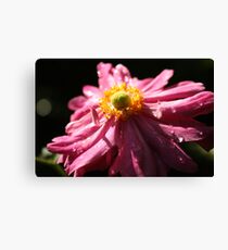 Camelia's Last Days Canvas Print
