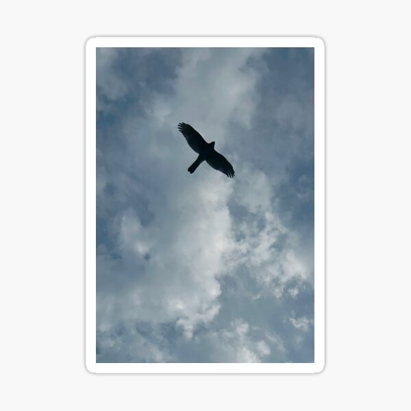Item preview, Hawk in Flight designed and sold by BlindEye1.