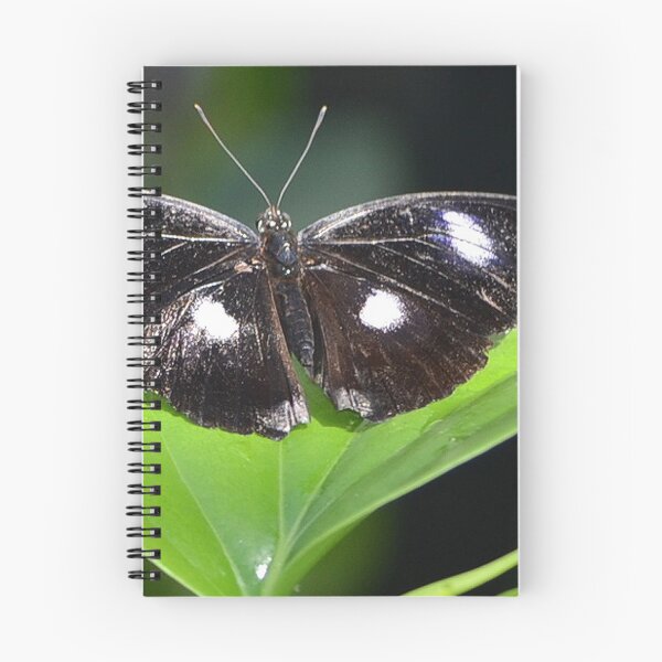 Item preview, Mariposa Común Eggfly designed and sold by Rubywoodwytch.