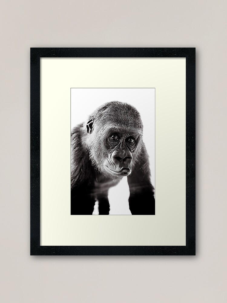 Imagen 1 de 7, Lámina enmarcada con la obra Fotografia Gorila, diseñada y vendida por Delsolar.