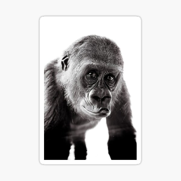 Gorilla Photography Sticker