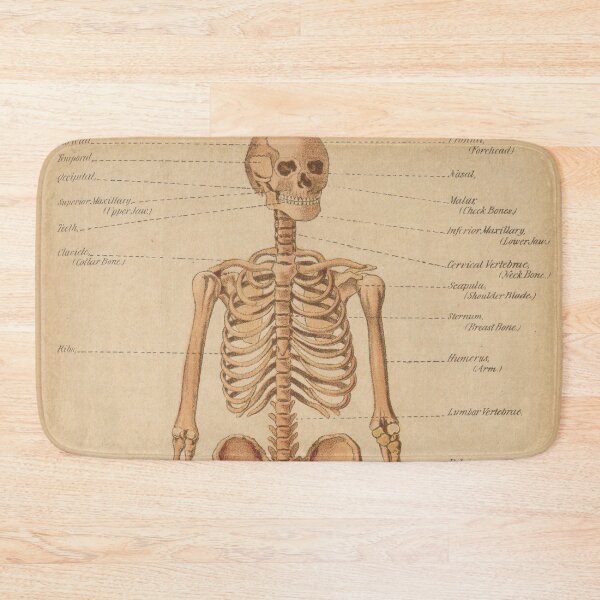 Item preview, Vintage Human Skeleton Anatomy Diagram (1898) designed and sold by BravuraMedia.