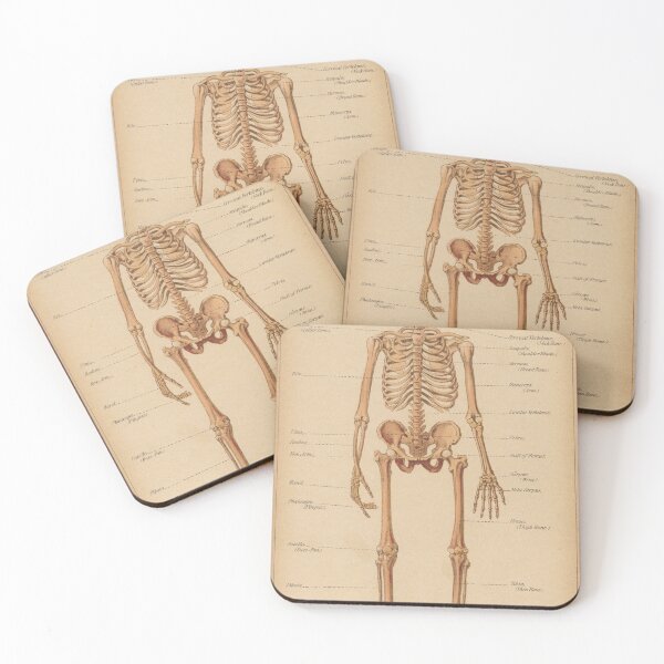 Item preview, Vintage Human Skeleton Anatomy Diagram (1898) designed and sold by BravuraMedia.