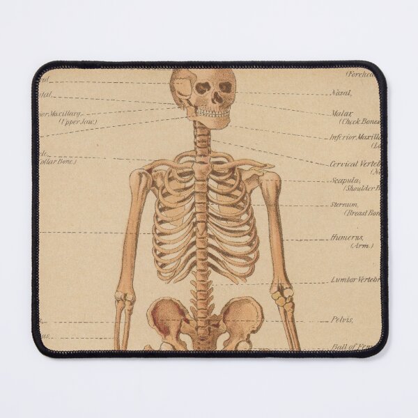 Item preview, Vintage Human Skeleton Anatomy Diagram (1898) designed and sold by BravuraMedia.