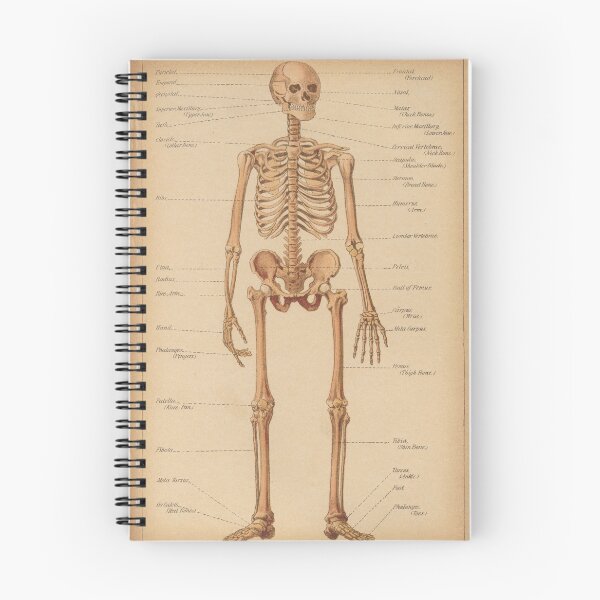 Item preview, Vintage Human Skeleton Anatomy Diagram (1898) designed and sold by BravuraMedia.
