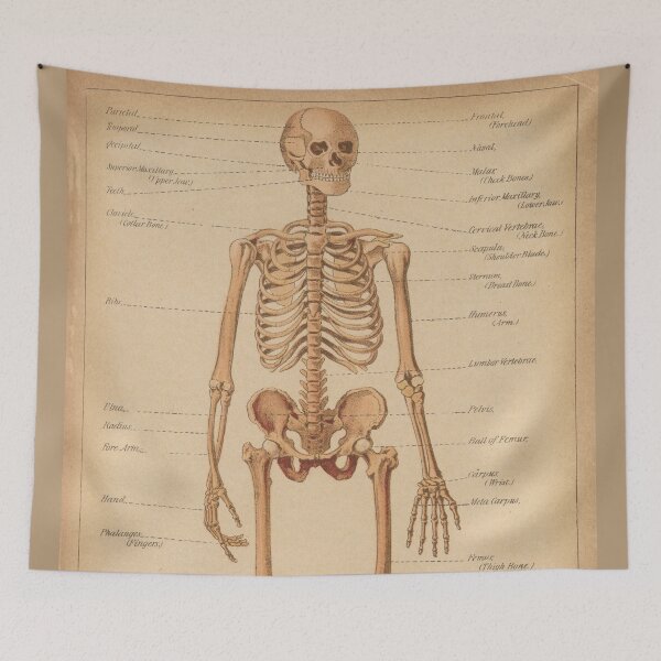 Item preview, Vintage Human Skeleton Anatomy Diagram (1898) designed and sold by BravuraMedia.