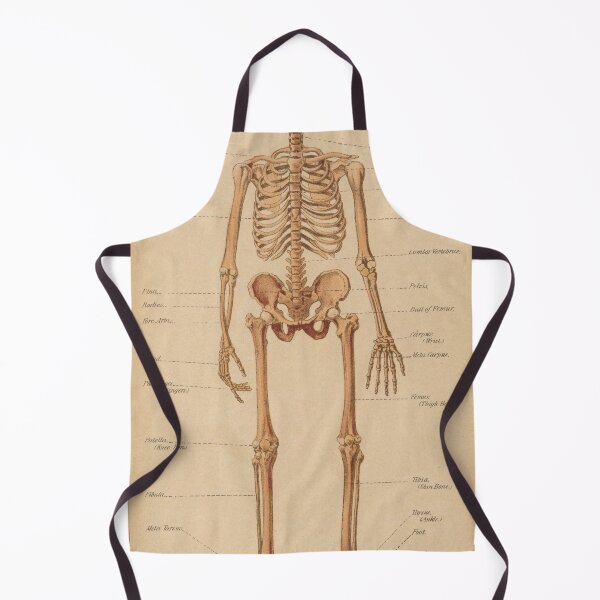 Item preview, Vintage Human Skeleton Anatomy Diagram (1898) designed and sold by BravuraMedia.