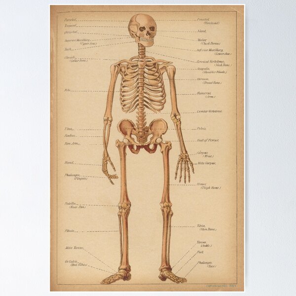 Item preview, Vintage Human Skeleton Anatomy Diagram (1898) designed and sold by BravuraMedia.