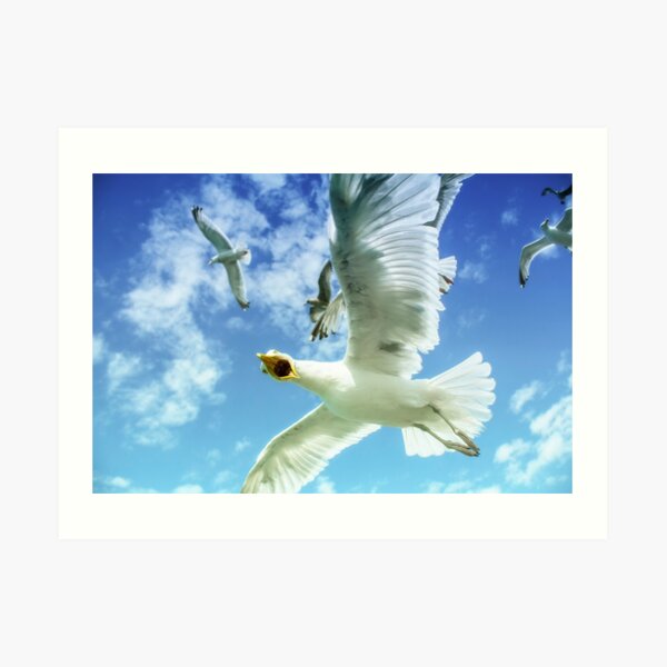 Starving Brighton Gulls Art Print
