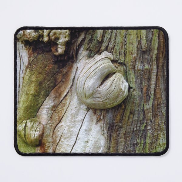 Item preview, Sweet Chestnut Tree, 1700 designed and sold by wiggyofipswich.