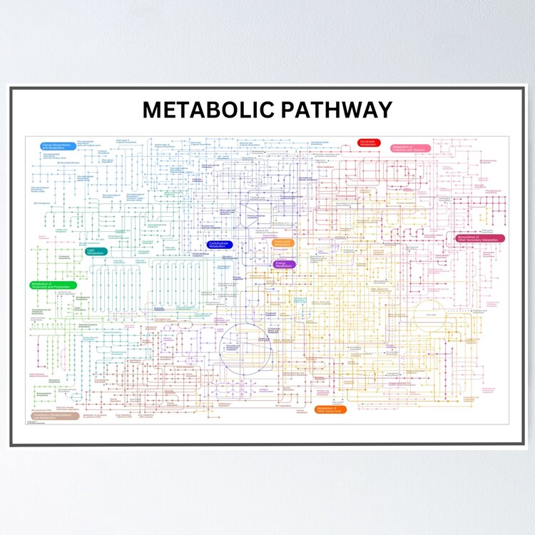 Metabolic pathway map | Poster